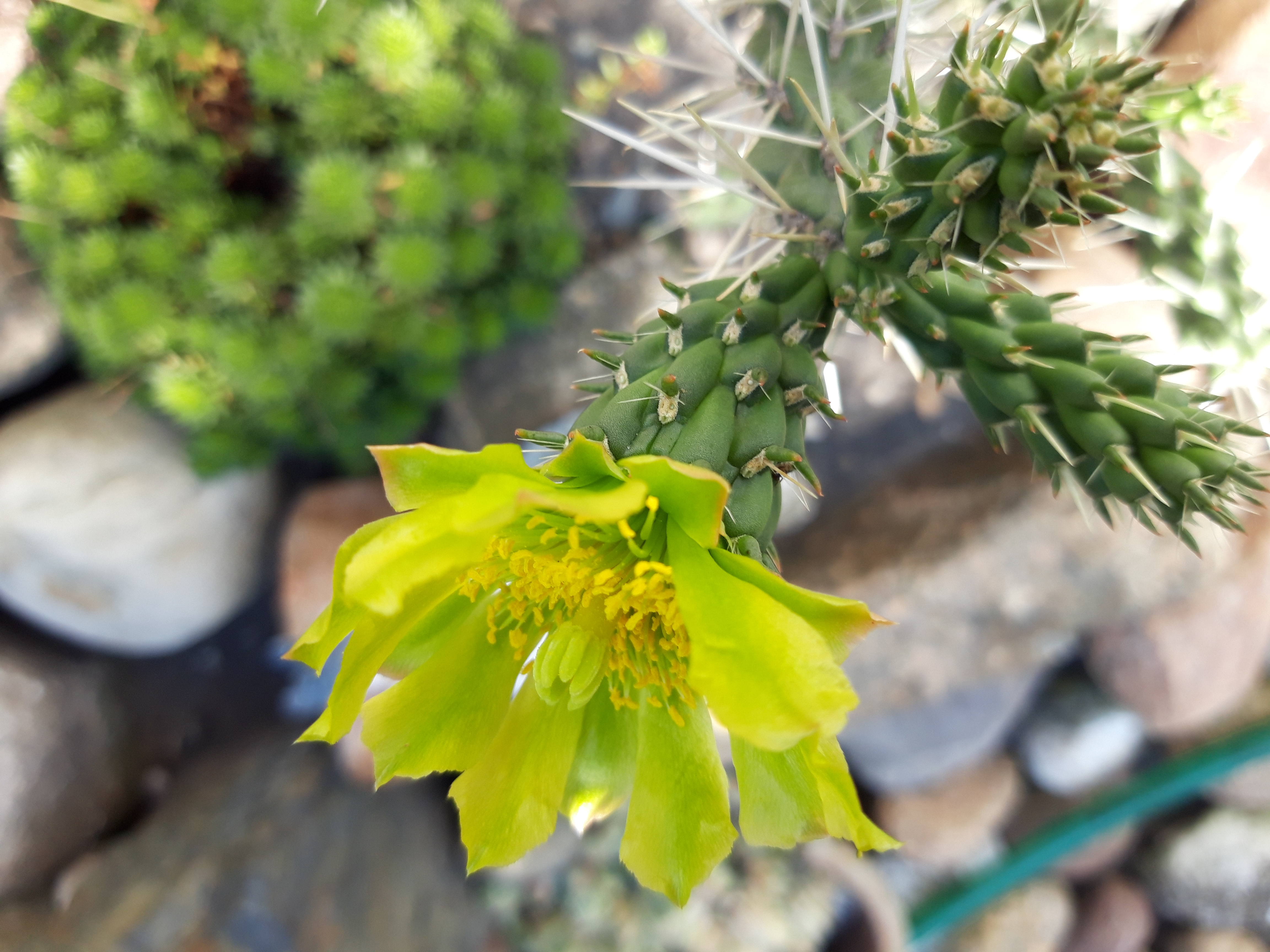 Blühende Gartenanlage im Frühjahr