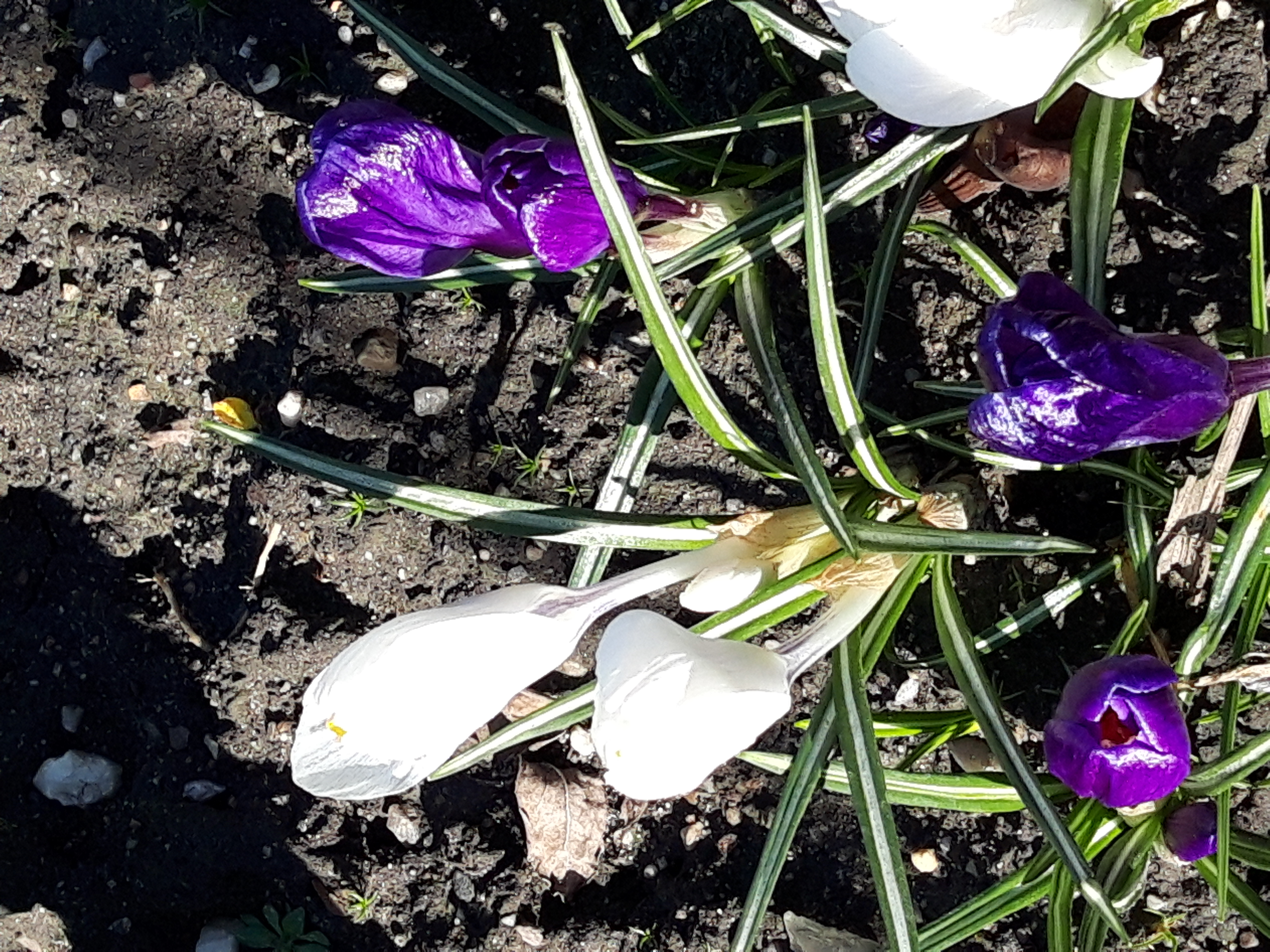 Sommerliche Stimmung in der Gartenanlage