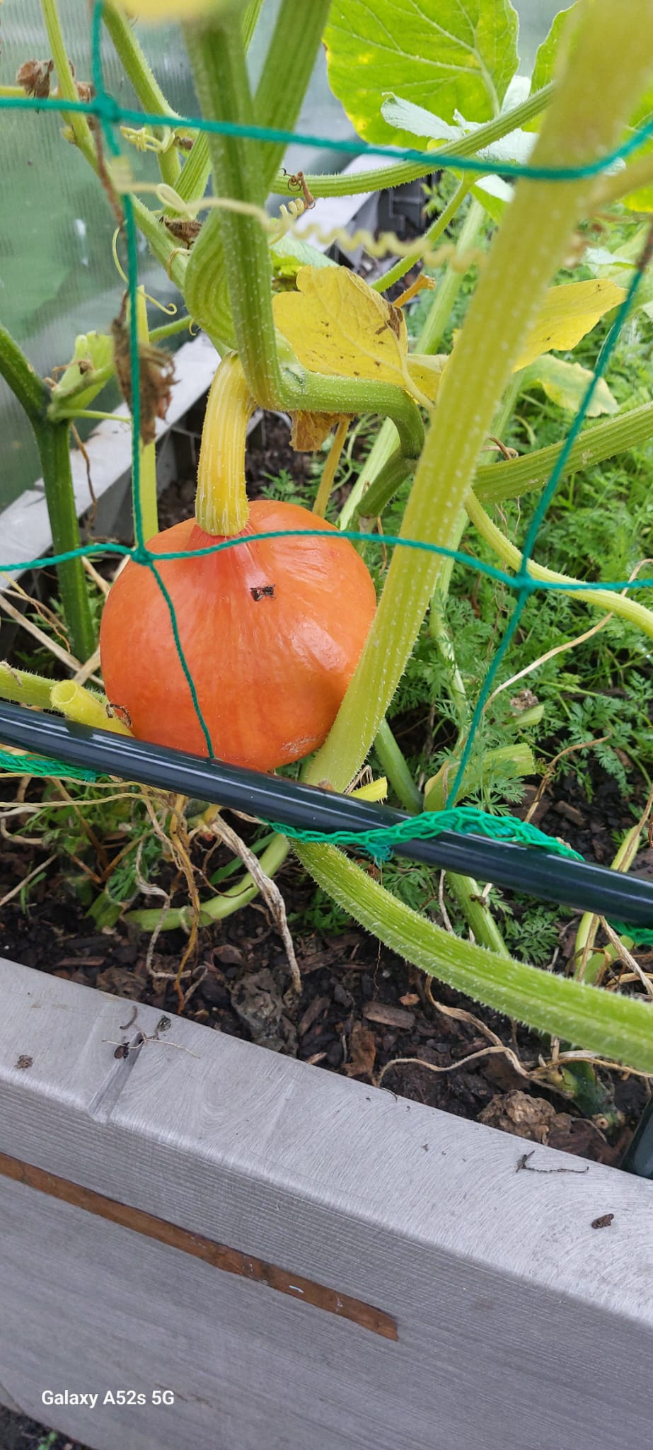 Saisonales Gartenmotiv